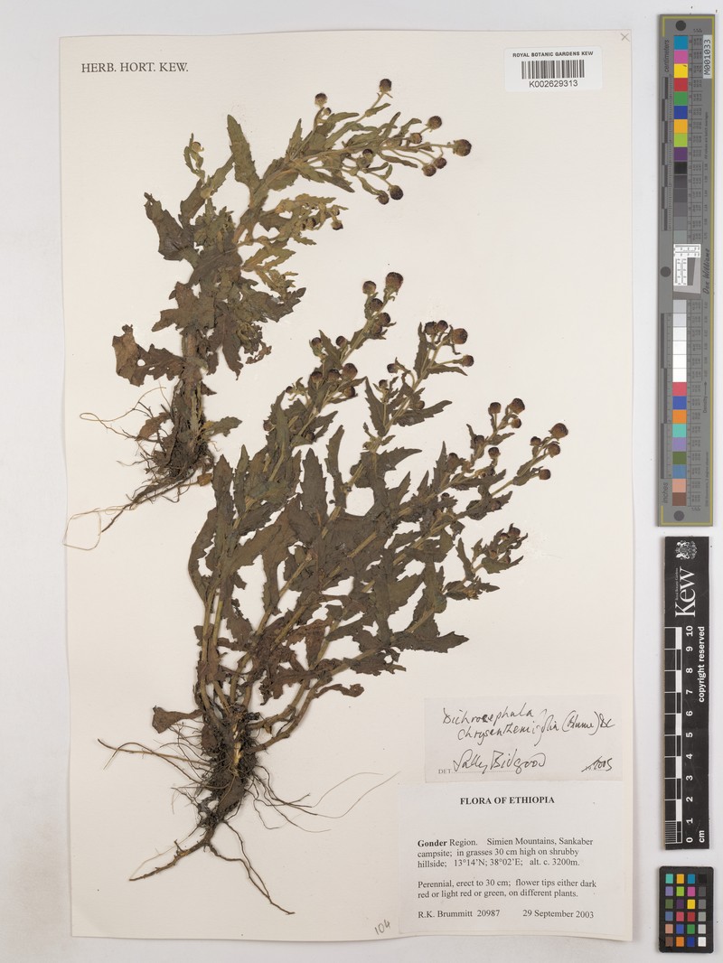 Dichrocephala chrysanthemifolia var. chrysanthemifolia photo 3
