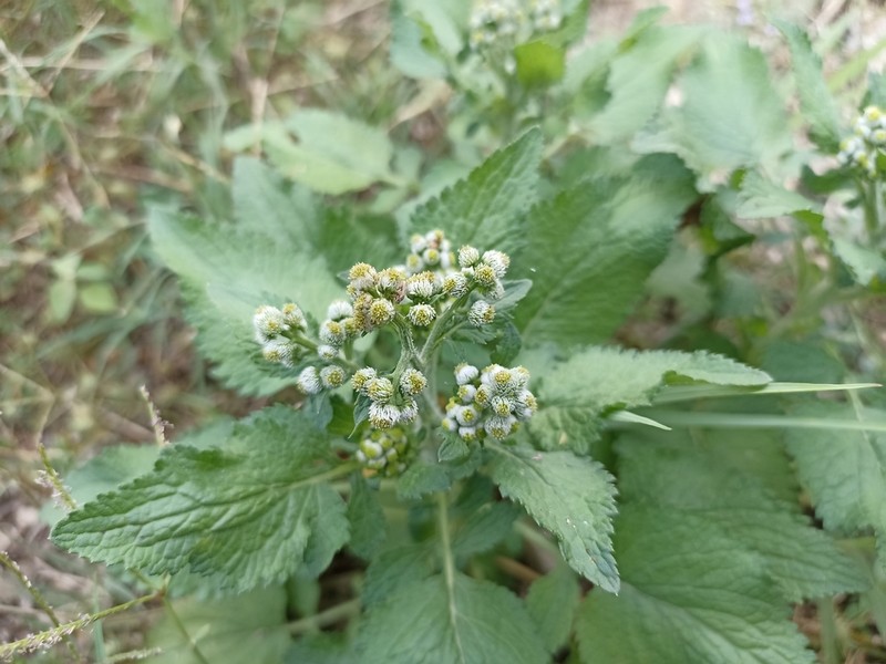 Dichrocephala integrifolia