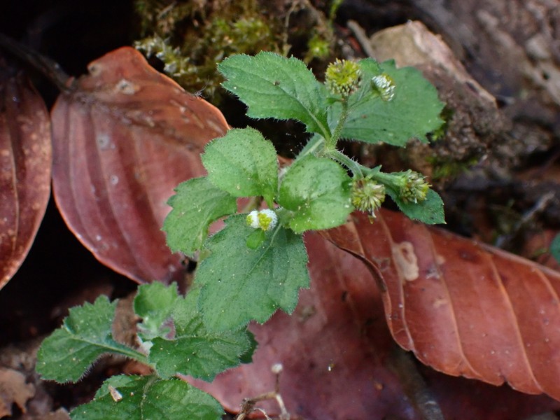 Dichrocephala integrifolia photo 2