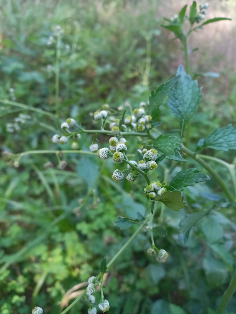 Dichrocephala integrifolia photo 3