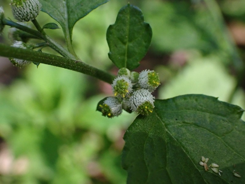 Dichrocephala integrifolia photo 4