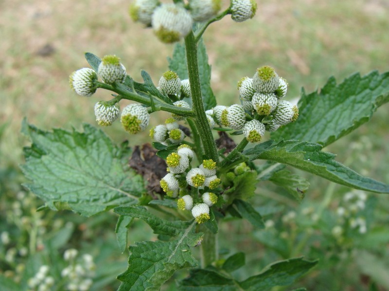 Dichrocephala integrifolia photo 5