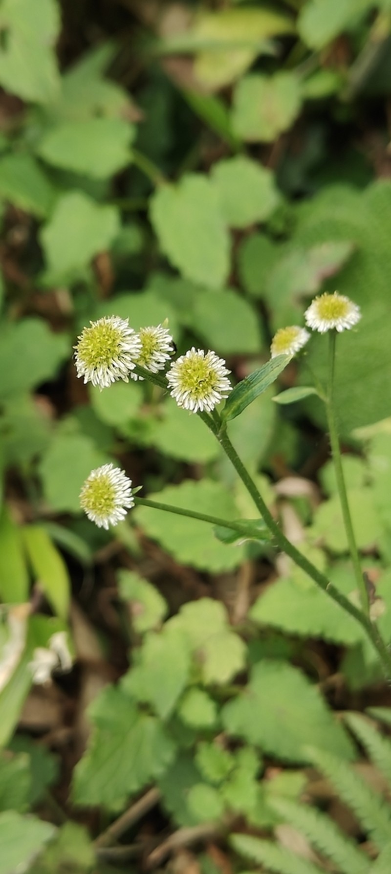 Dichrocephala integrifolia photo 6