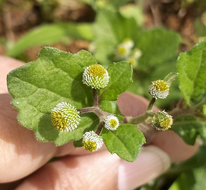 Dichrocephala integrifolia photo 7