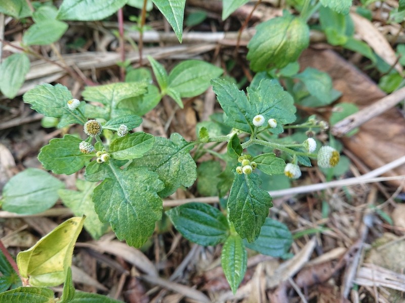 Dichrocephala integrifolia photo 8