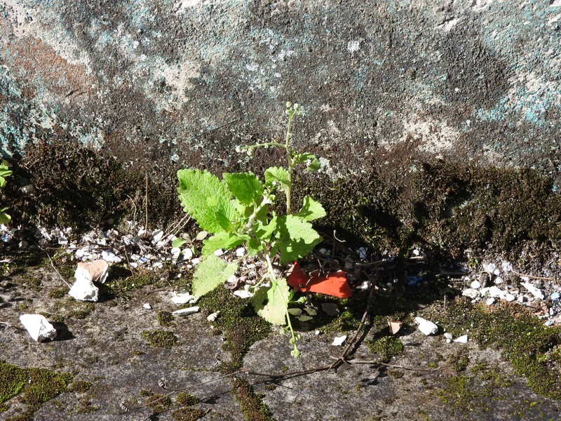 Dichrocephala integrifolia subsp. integrifolia