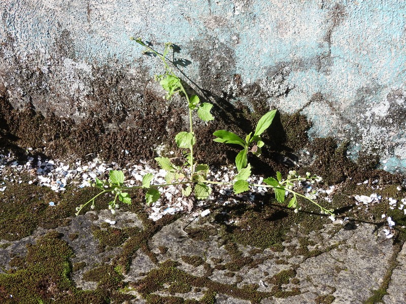Dichrocephala integrifolia subsp. integrifolia photo 2