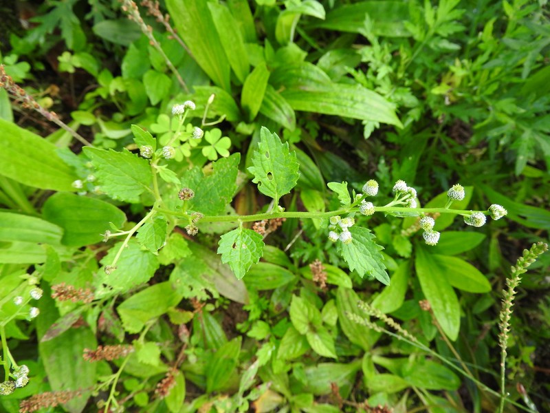 Dichrocephala integrifolia subsp. integrifolia photo 3