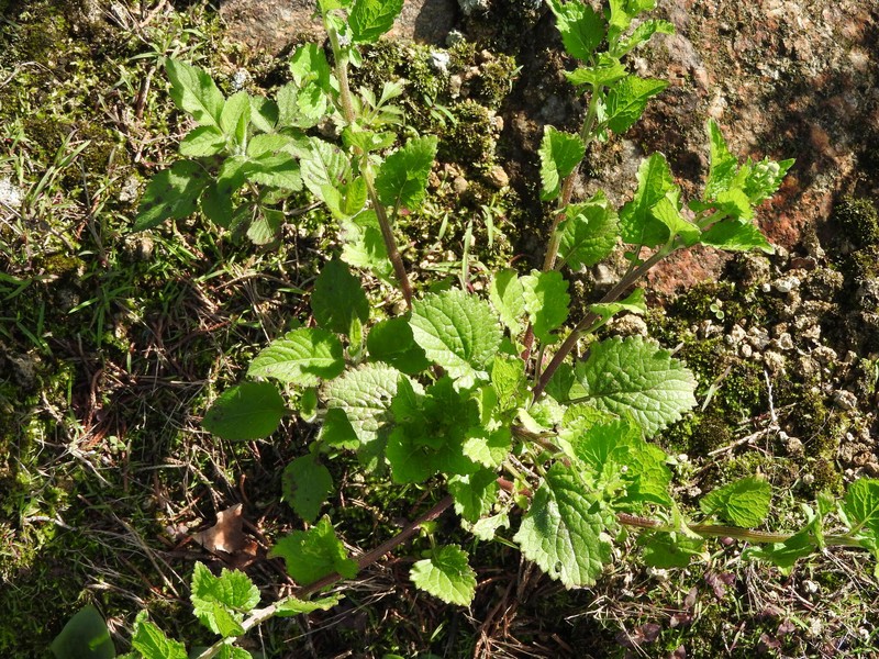 Dichrocephala integrifolia subsp. integrifolia photo 4