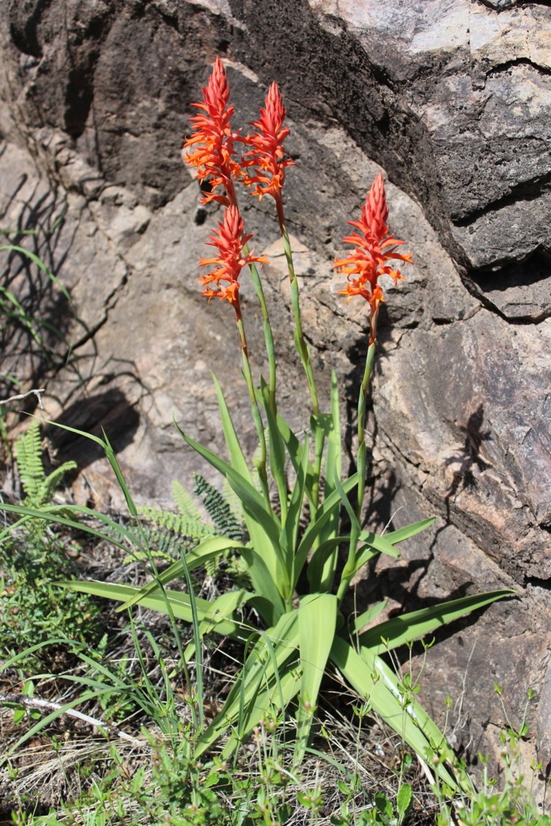 Scarlet Lady's Tresses