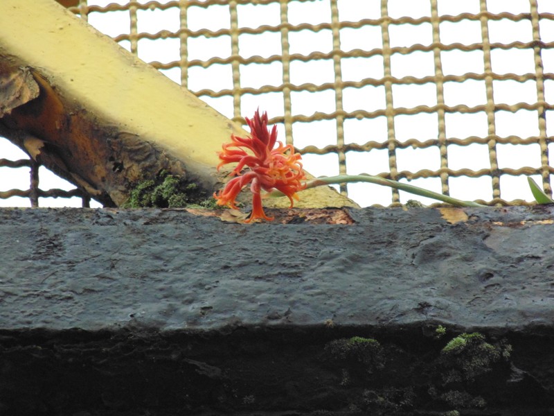 Scarlet Lady's Tresses photo 2