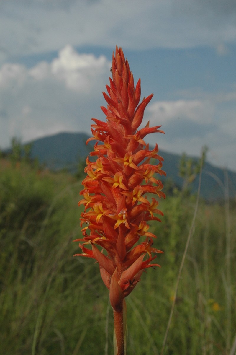 Scarlet Lady's Tresses photo 4