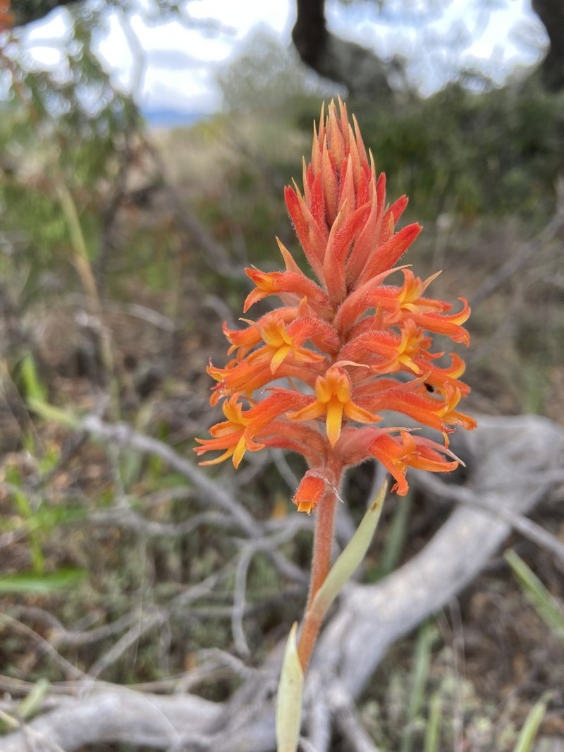 Scarlet Lady's Tresses photo 6