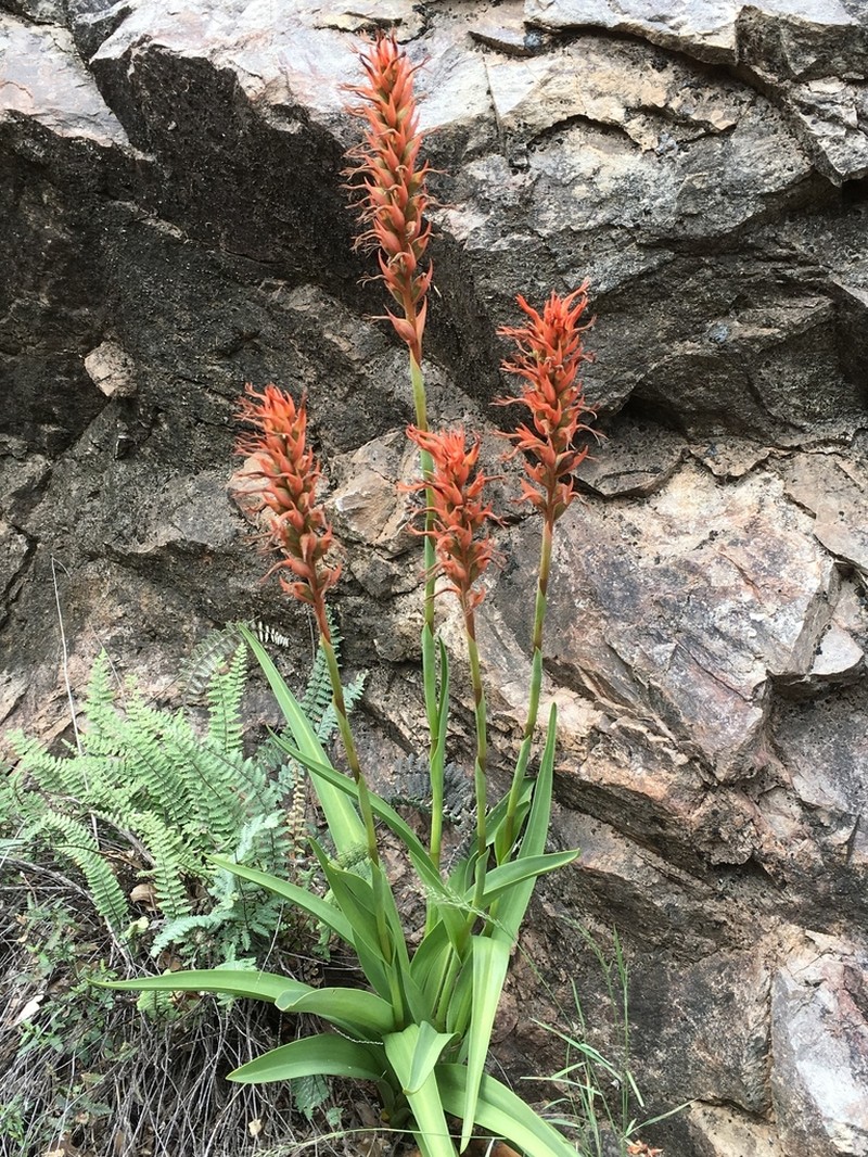 Scarlet Lady's Tresses photo 7