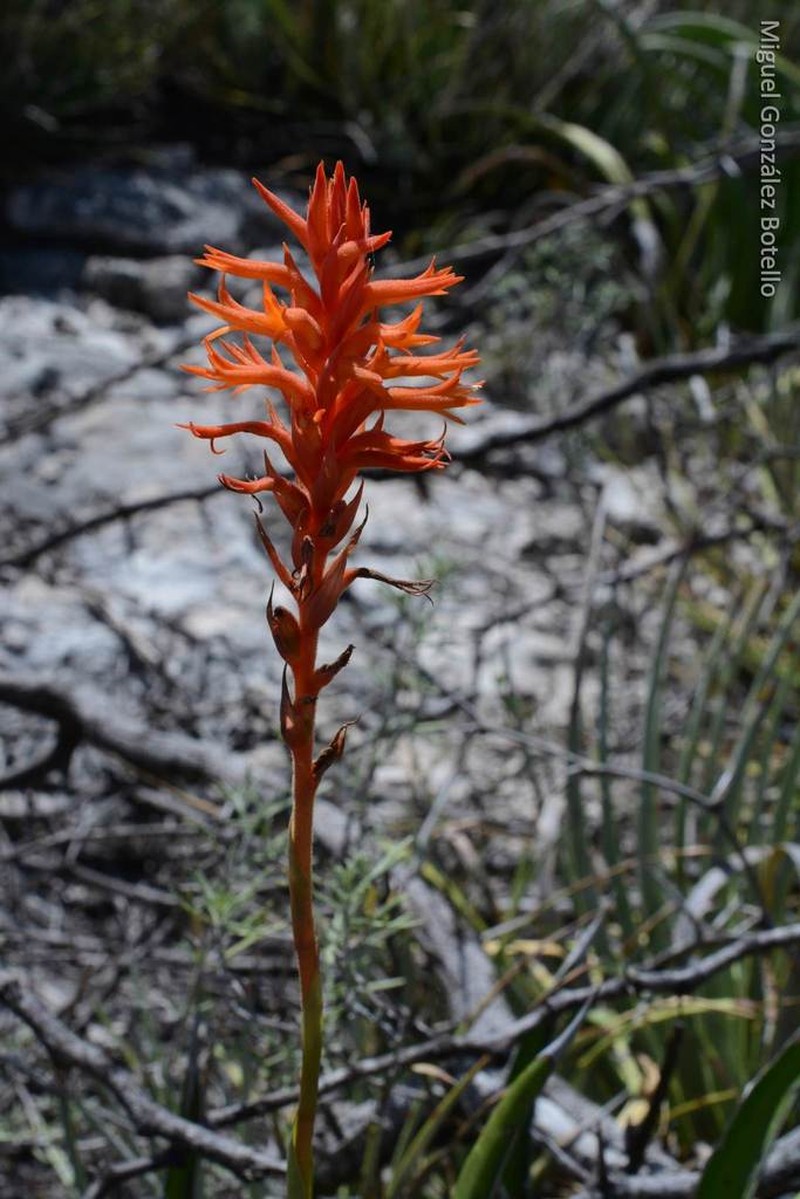 Scarlet Lady's Tresses photo 8