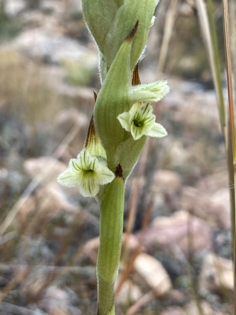 Michuacan Lady Orchid