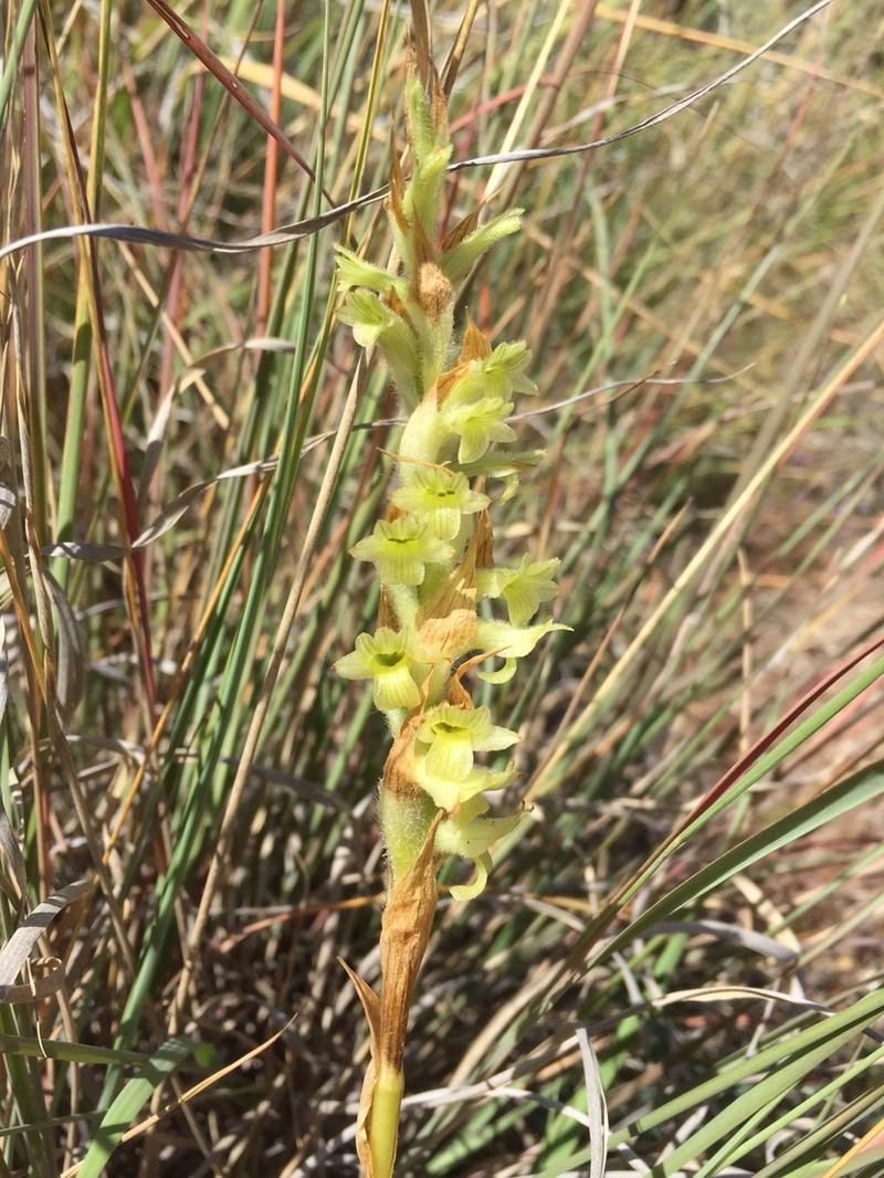 Michuacan Lady Orchid photo 2