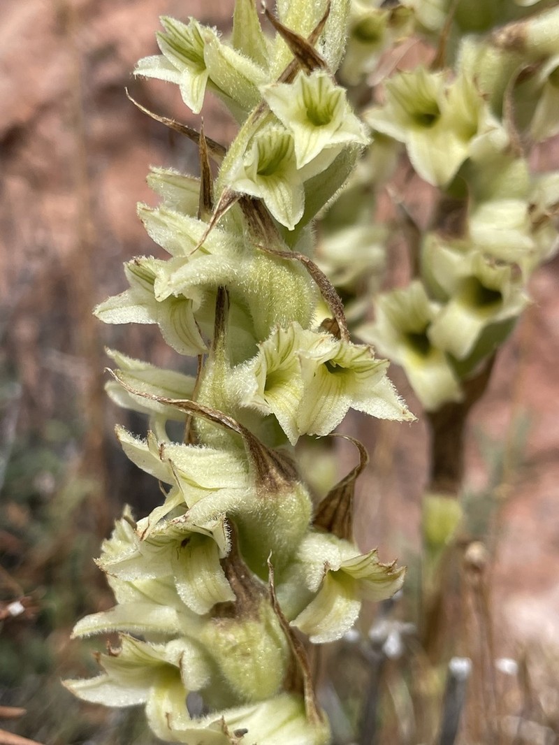 Michuacan Lady Orchid photo 3