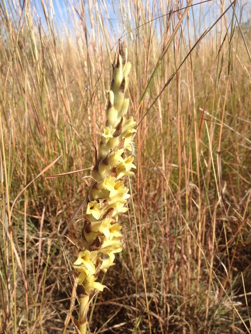 Michuacan Lady Orchid photo 4