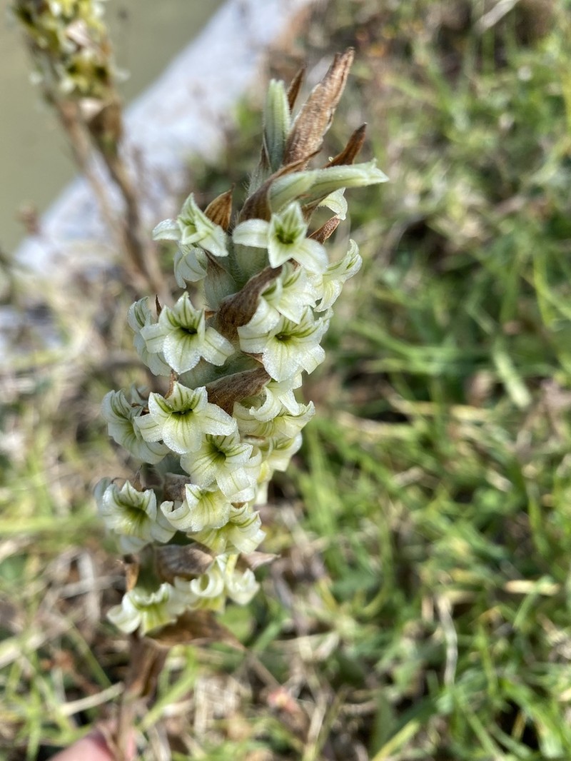 Michuacan Lady Orchid photo 5