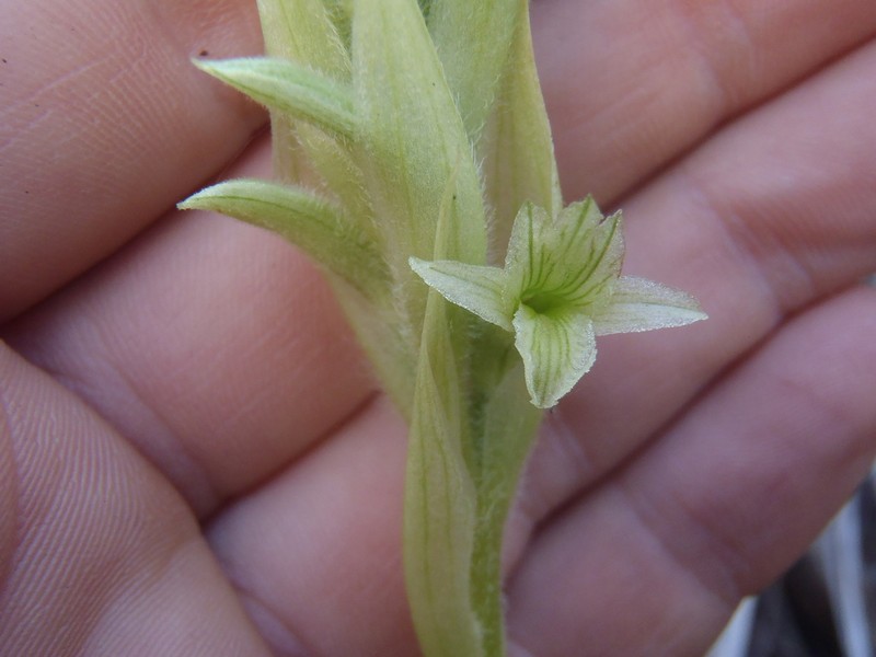 Michuacan Lady Orchid photo 6