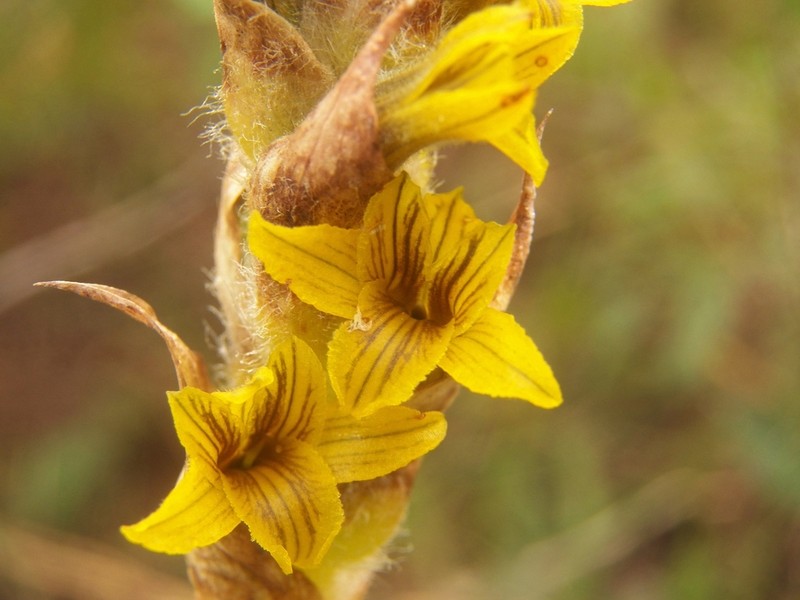 Michuacan Lady Orchid photo 7
