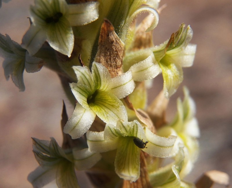 Michuacan Lady Orchid photo 8
