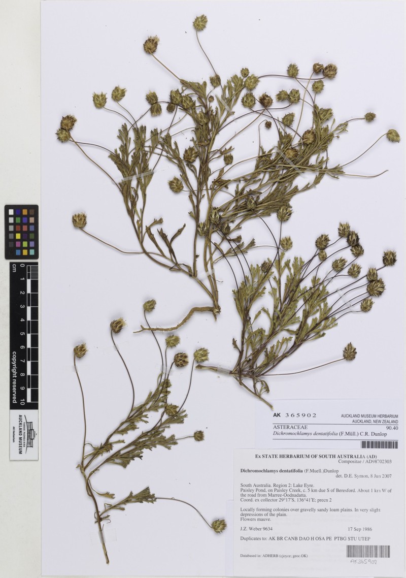 Dichromochlamys dentatifolia