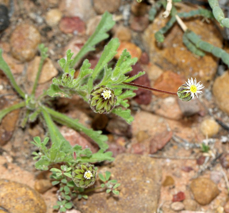 Dichromochlamys dentatifolia photo 2