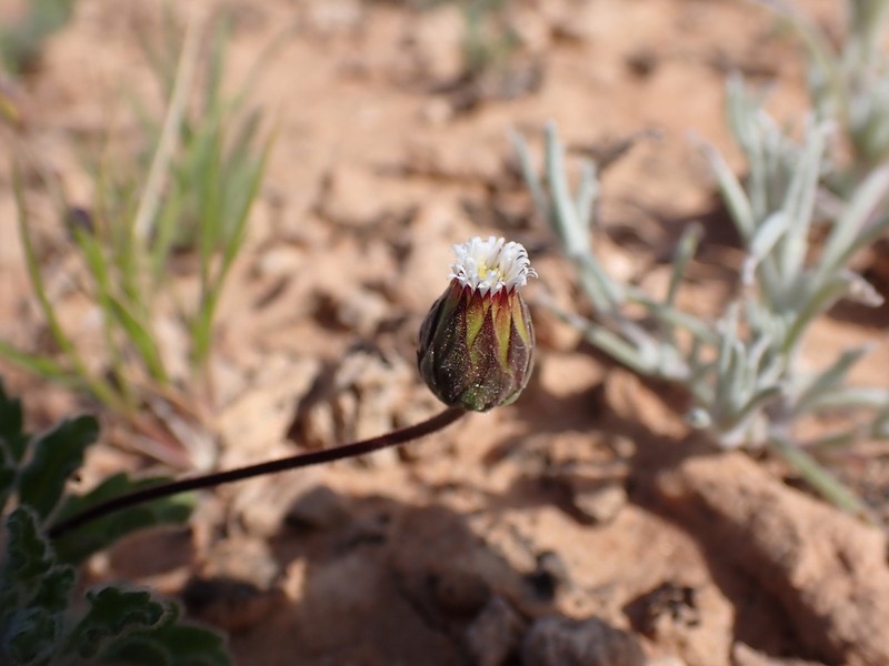 Dichromochlamys dentatifolia photo 3