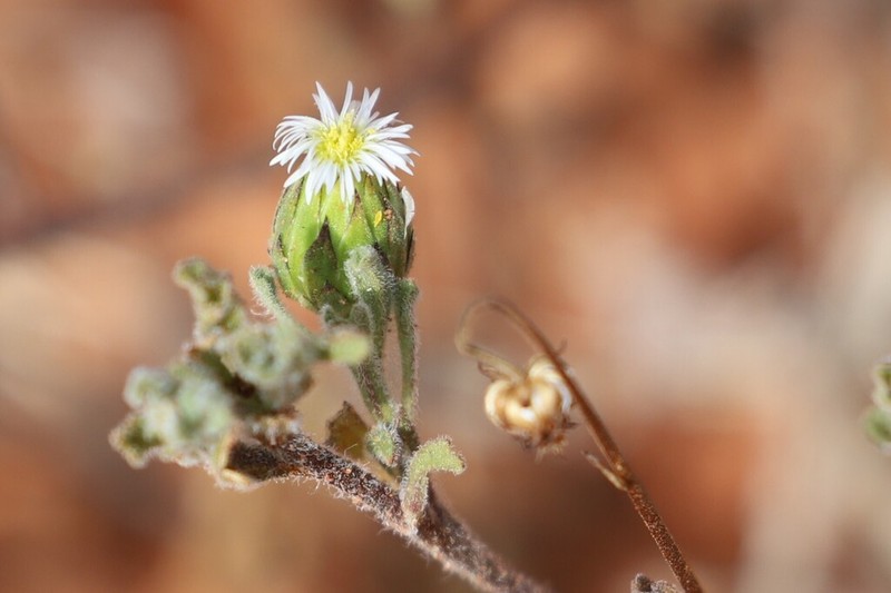 Dichromochlamys dentatifolia photo 4