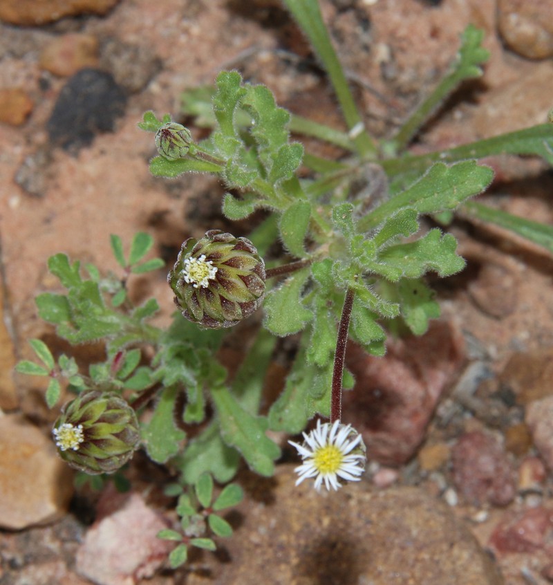 Dichromochlamys dentatifolia photo 5