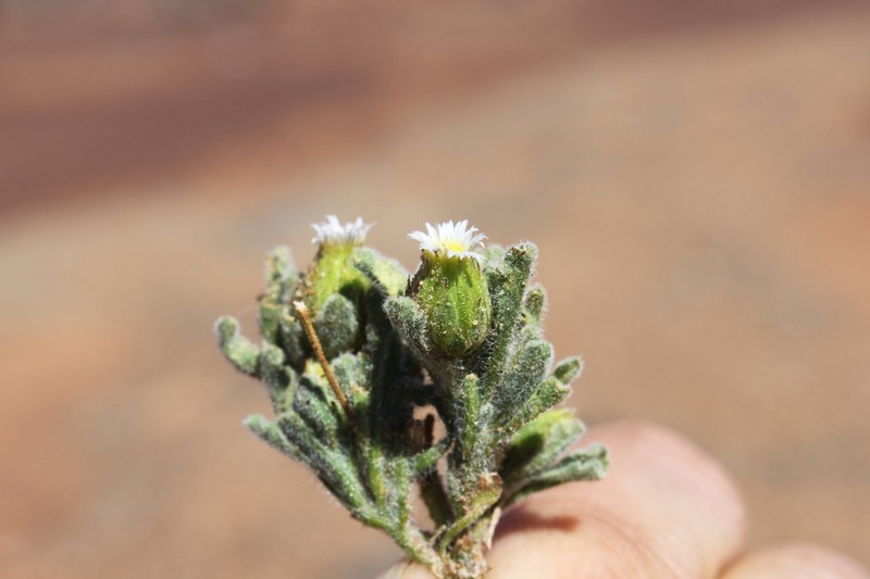 Dichromochlamys dentatifolia photo 6