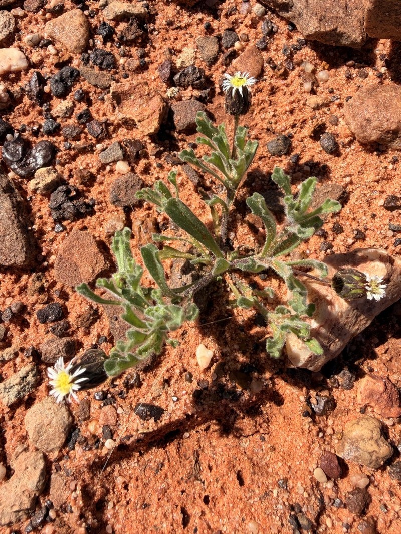 Dichromochlamys dentatifolia photo 8