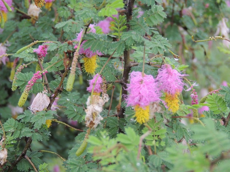 Aroma photo 3