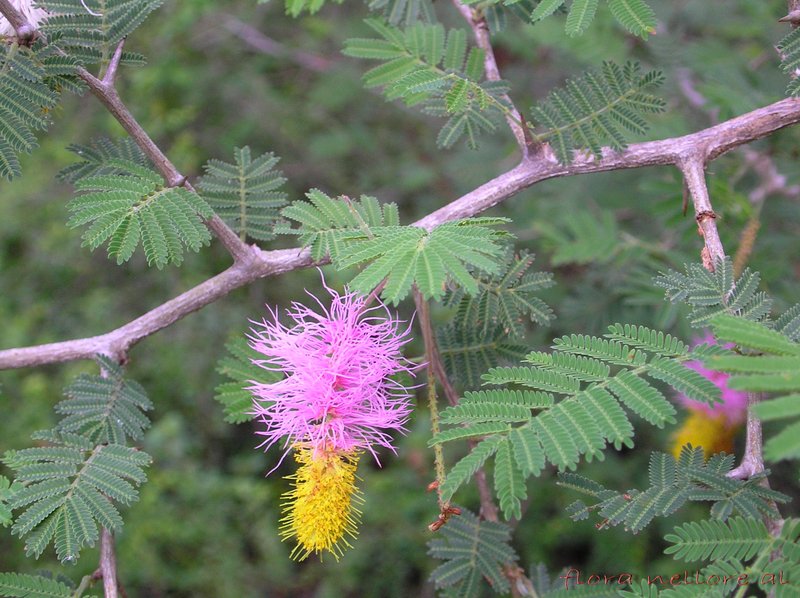 Aroma photo 4