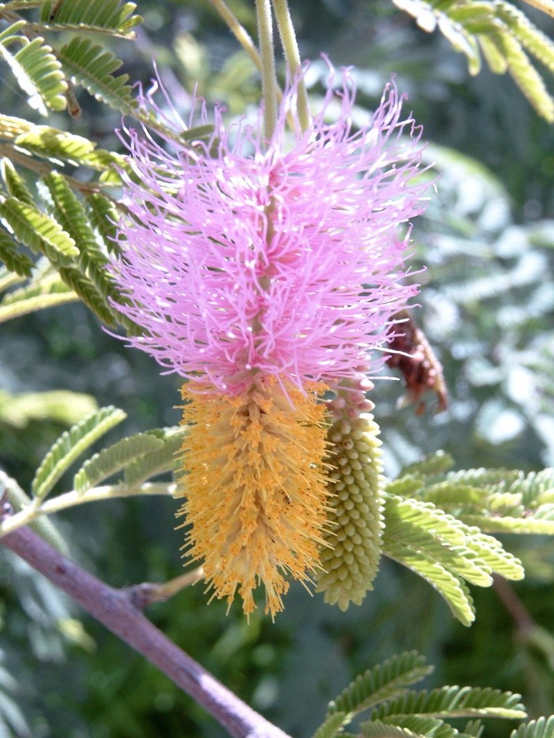 Aroma photo 6