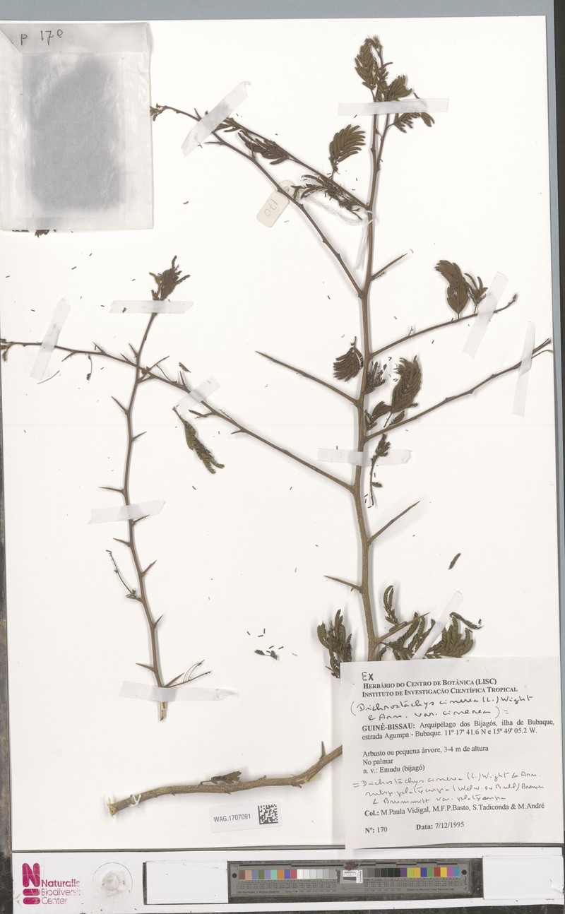 Dichrostachys cinerea subsp. cinerea photo 2