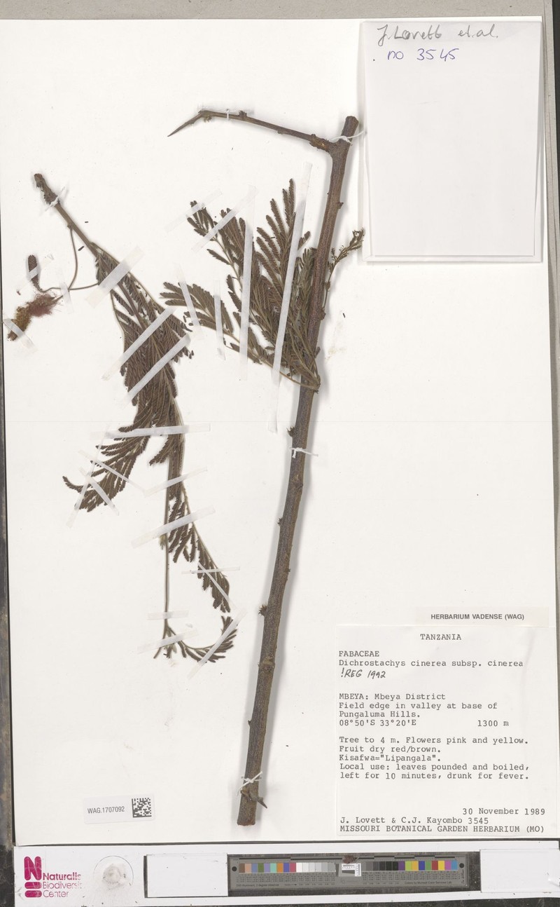 Dichrostachys cinerea subsp. cinerea photo 3