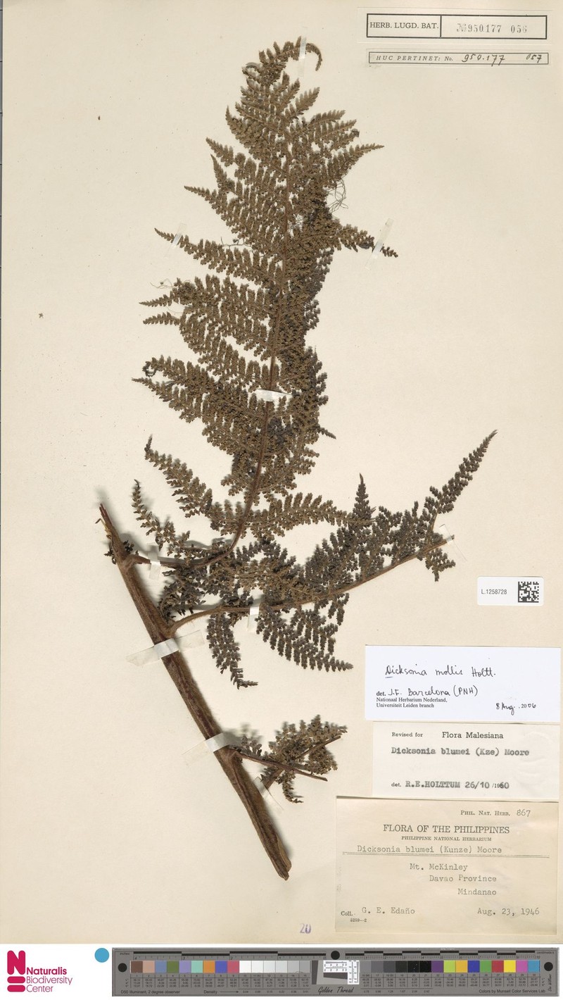 Dicksonia amorosoana