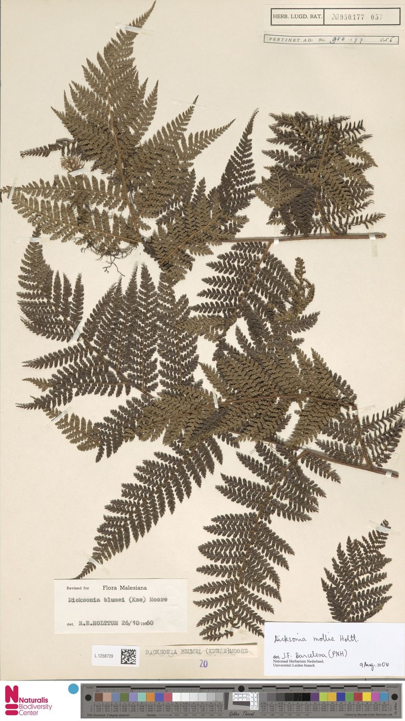 Dicksonia amorosoana photo 2