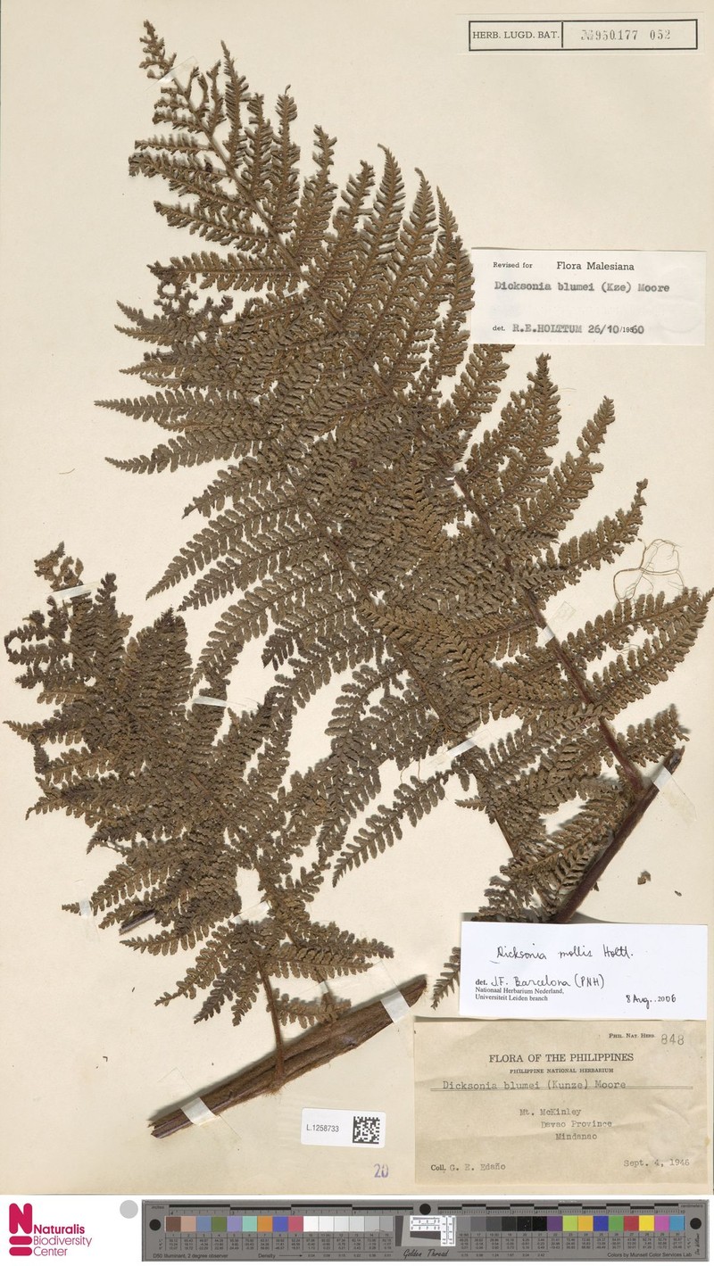Dicksonia amorosoana photo 3