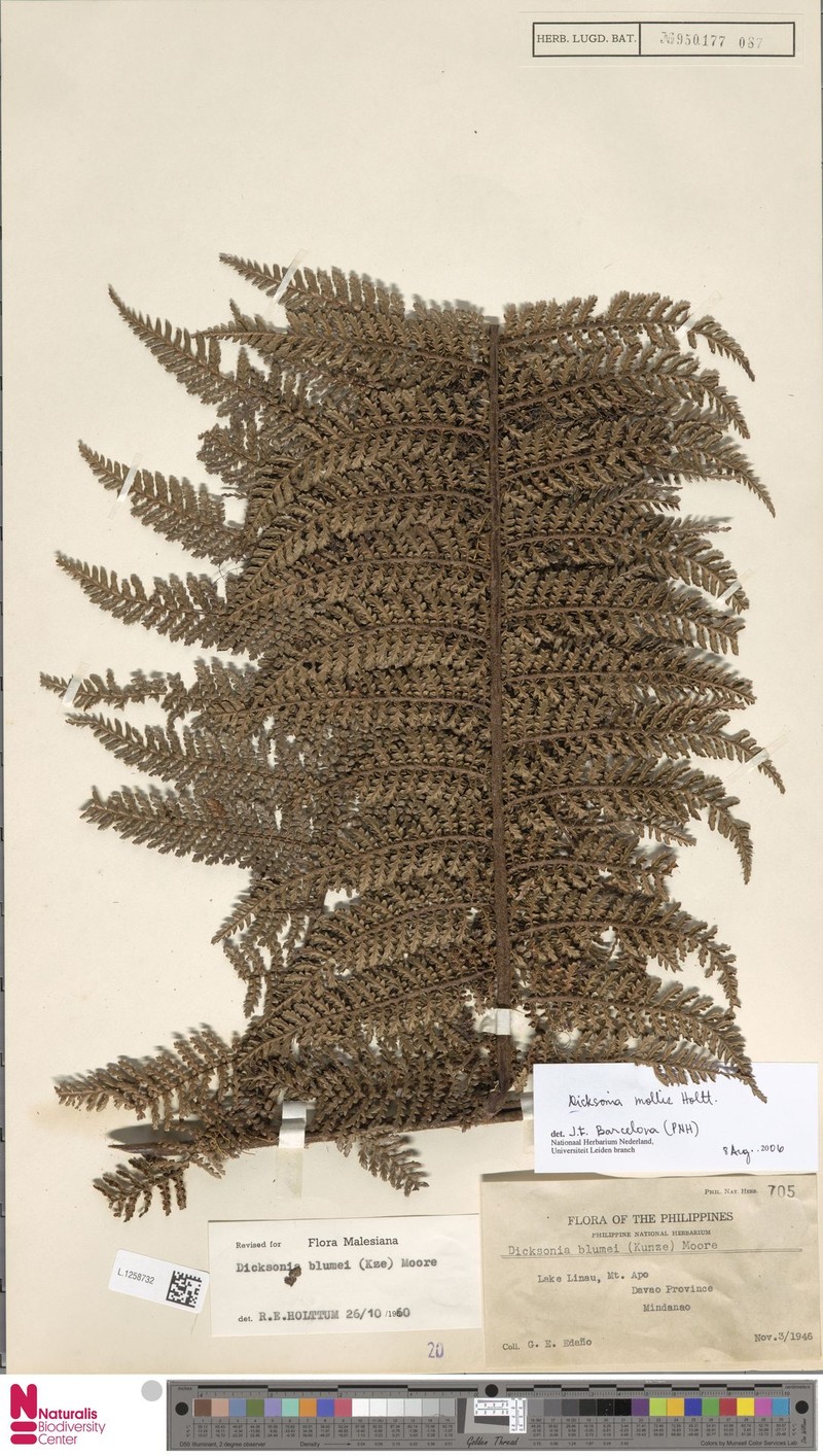 Dicksonia amorosoana photo 4