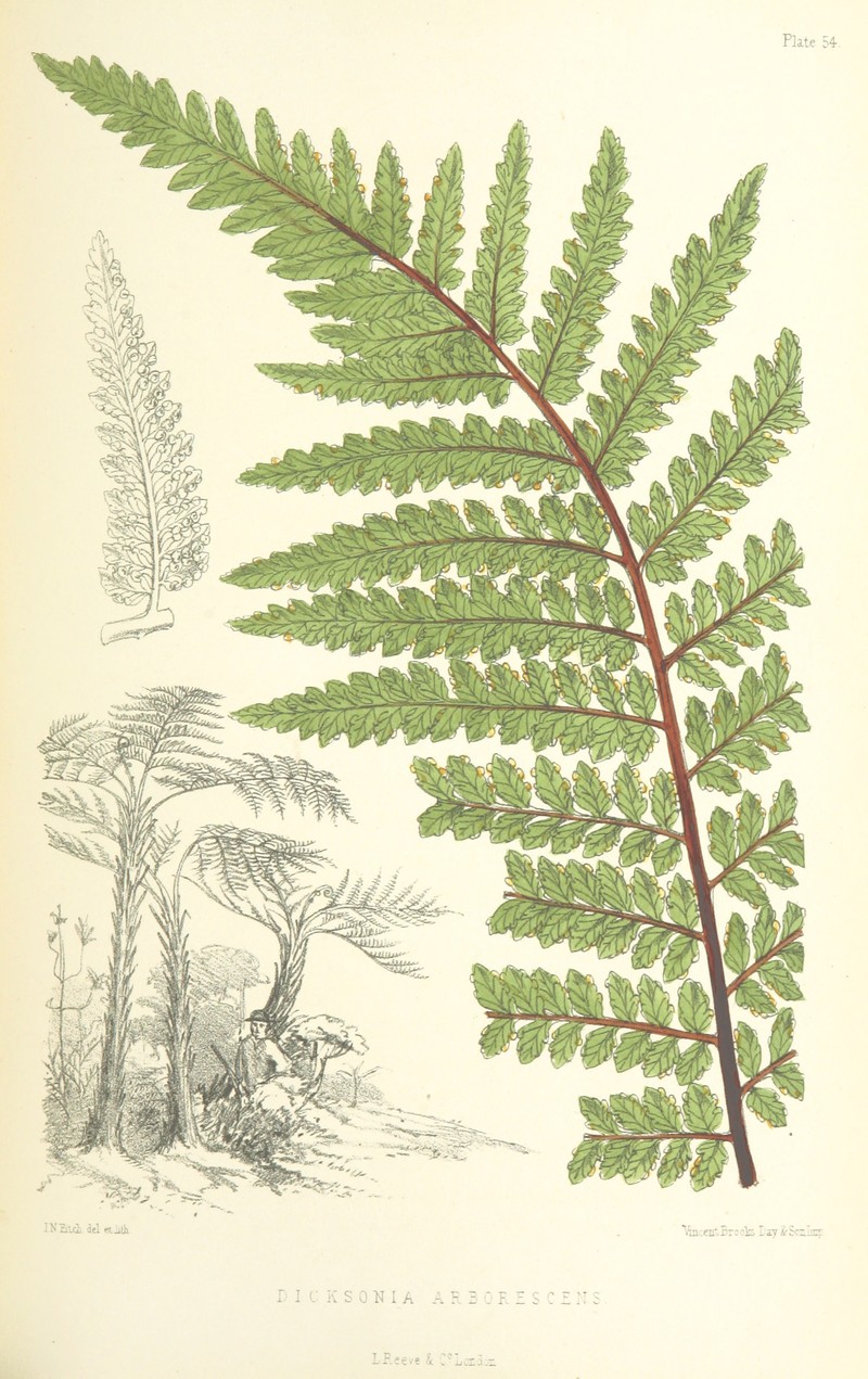 Dicksonia arborescens