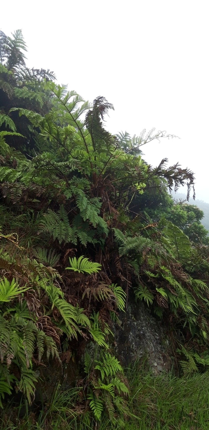 Dicksonia arborescens photo 2