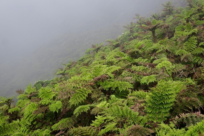 Dicksonia arborescens photo 3