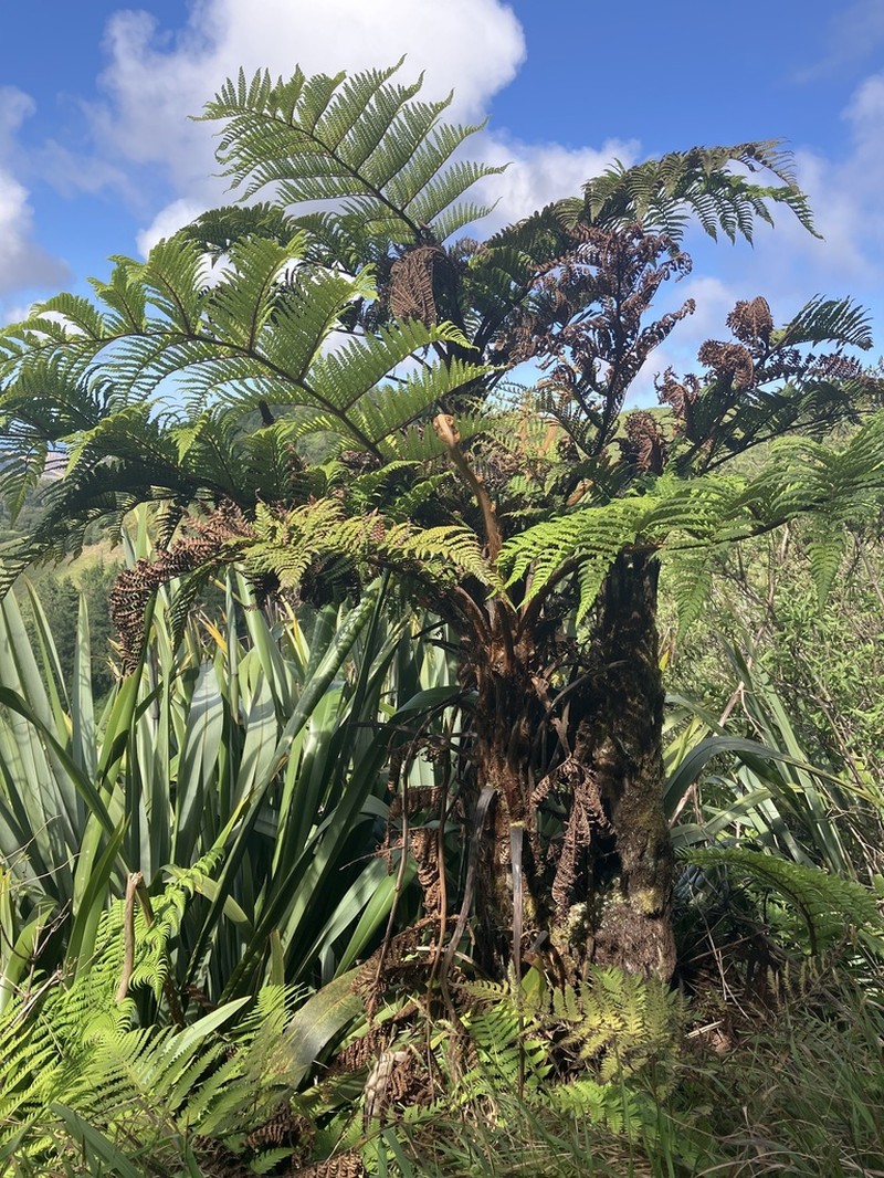 Dicksonia arborescens photo 4