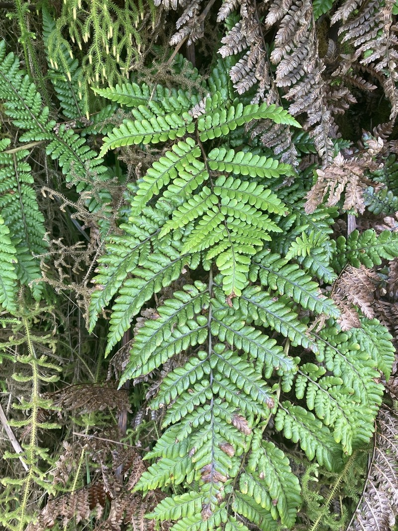 Dicksonia arborescens photo 5