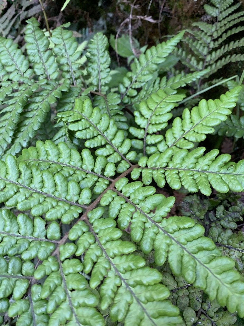 Dicksonia arborescens photo 6