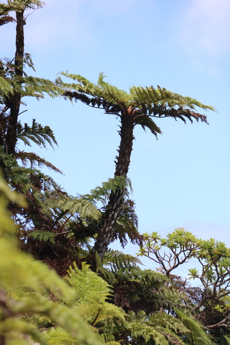 Dicksonia arborescens photo 8